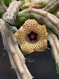 Image result for Huernia volkartii