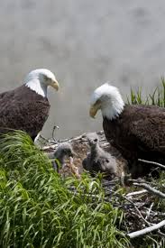 Birds That Look Like Bald Eagles Eagles Haliaeetus Leucocephalus Birds Bald Eagle