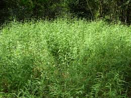 Image result for Melinis tenuissima