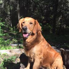 Our puppies come in light, med. Buckley S Hollow Golden Retrievers Home Facebook