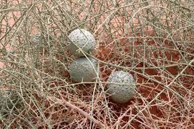 Image result for Acanthosicyos