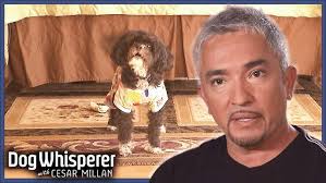 Helping Jerry Seinfeld's Insecure Dog