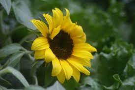 Helianthus Annuus Llamado Comunmente Girasol Calom Jaquima Maravilla Mirasol Tlapololote Maiz De Teja Acahual Una Planta Herbacea Anual D Plants Flowers
