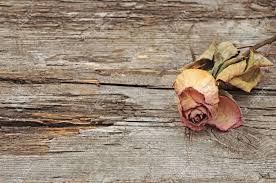 Dry Rose On Old Wood Background With Copy Space Stock Photo ...