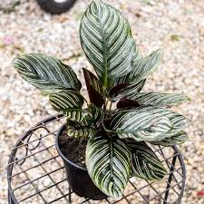 Image result for calathea