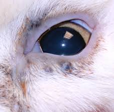 Pratschke km, atherton mj, sillito ja, lamm cg. Eyelid And Conjunctiva Neoplasia In Cats Vetlexicon Felis From Vetstream Definitive Veterinary Intelligence