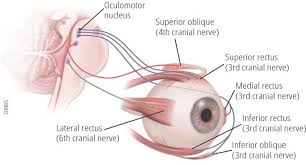 Click On Image To Zoom In 2020 Diseases Of The Eye Thyroid Disorders Severe Headache