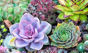 Molte piante grasse fioriscono regolarmente, purché abbiano le condizioni favorevoli a questo evento. Nel Nostro Blog Puoi Trovare Uno Spunto Per Le Tue Idee E Progetti