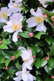 A Blight Upon Your Camellias Hedging Plants Camellia Plants