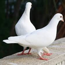 Sebagai komponen tambahan, jamu untuk burung dara bisa di berikan sarang burung walet tetapi dengan catatan jika ada. Jual Burung Merpati Putih Polos Jakarta Timur Rohim Shoope Tokopedia