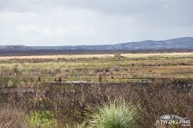 Image result for Micrococca capensis