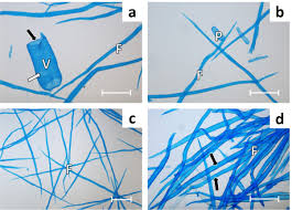 Image result for Monotes africanus