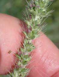 Image result for Setaria incrassata