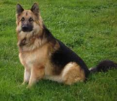 The white german shepherd dog is blessed with striking good looks. Jerman Seaford Dog Images German Shepherd Picks Up An Explosive Planted By Its Owner Pic Vomitory