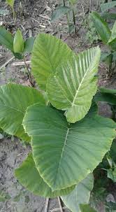 Image result for Carpolobia