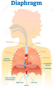 Anatomy diagram rib area / this diagram shows how the thoracic vertebra connects to the angle of the rib. Diaphragm Anatomical Vector Illustration Diagram Educational Royalty Free Cliparts Vectors And Stock Illustration Image 95726847