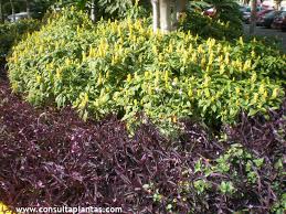 Image result for Pachystachys