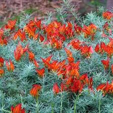 Image result for Lotus berthelotii