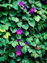Image result for Ipomoea tricolor