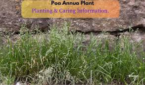 Image result for Poa schimperiana