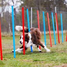 4,714 likes · 278 talking about this. Agility Obstacle Showmaster Hooks