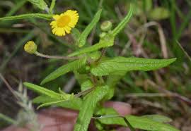 Image result for Pentanema indicum