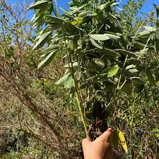 Image result for Cajanus