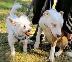 Check spelling or type a new query. Adopt A Pet Com Blog Introducing Your New Dog To Other Dogs Adopt A Pet Com Blog