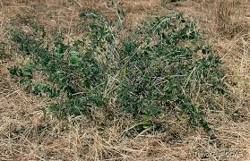 Image result for Indigofera schimperi
