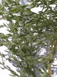 Image result for Cressa cretica