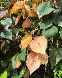 Image result for Pupalia grandiflora