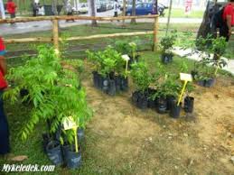 Mampu memberi pulangan hasil yang mardi telah membangunkan sebuah prototaip yang boleh. Maha 2012 Cari Benih Pokok Di Mardi Maha International 2012 Dennis Zill