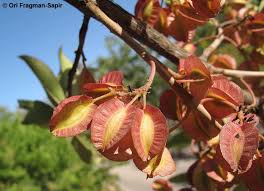 Image result for Combretum holstii