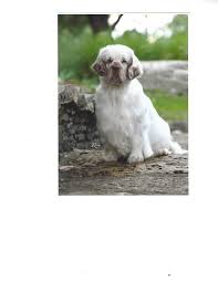 Defined stop and a heavy brow. In Memoriam Clumber Spaniel Health Foundation