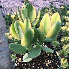 succulent live plant crassula obliqua tricolor jade rare beautiful plants succulents live plants