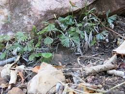 Image result for Actiniopteris radiata