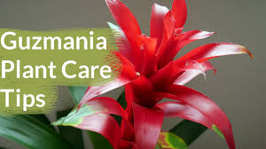 But that bloom may linger for weeks, even months, depending on the variety. Guzmania Plant Care Tips The Bromeliad With The Vibrant Star Shaped Flower Joy Us Garden Youtube