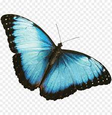 Blue butterfly beautiful butterfly butterfly butterfly illustration. Morpho Azul Black And Blue Butterfly Png Image With Transparent Background Toppng