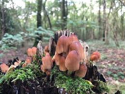 Image result for Coprinus micaceus