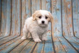 Most cavachon puppies will have a coat combining several colors. 20 Cavapoos To Follow On Instagram Hellobark