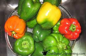 Maybe you would like to learn more about one of these? How To Preserve Store Peppers From Your Garden For The Long Term