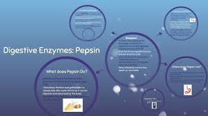 It is produced in the chief cells of the stomach lining and is one of the main digestive enzymes in the digestive systems of. Enzymes Pepsin By