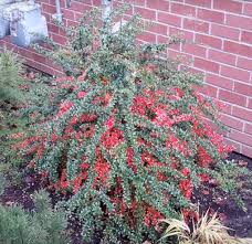 Image result for Berberis verruculosa