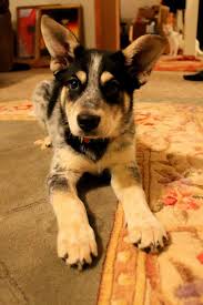 Black Australian Cattle Dog Mix Puppy Heeler Husky Mix Puppy Australian Cattle Dog Mix Cattle Dogs Mix American Cattle Dog
