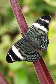 Procilla Butterfly Panacea Procilla Beautiful Butterflies Butterfly Pictures Beautiful Bugs
