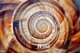 Turkish Snail Detail Of Shell Provence Southern France Helix Lucorum Edible Snail Stock Photo Picture And Right France Travel Rock Climbing Gear Snail