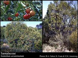 Image result for Santalaceae