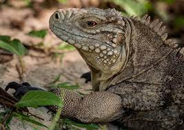 Pin By Pamela Ward On Wonderful Wildlife Cayman Island Reptiles And Amphibians Amphibians