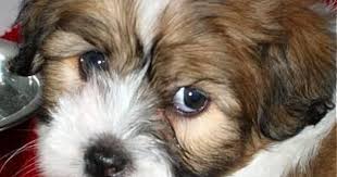 Black And White Coton De Tulear Puppies For Sale Coton De Tulear Pictures Google Search Coton De Tulear Coton De Tulear Dogs Coton De Tulear Puppy