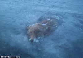 This top 10 list of amazing animals discoveries has some ancient animals that were. Glacier Fox Animal Becomes Latest To Freeze Solid In Scandinavia S Lakes Following From Fish And Moose Daily Mail Online